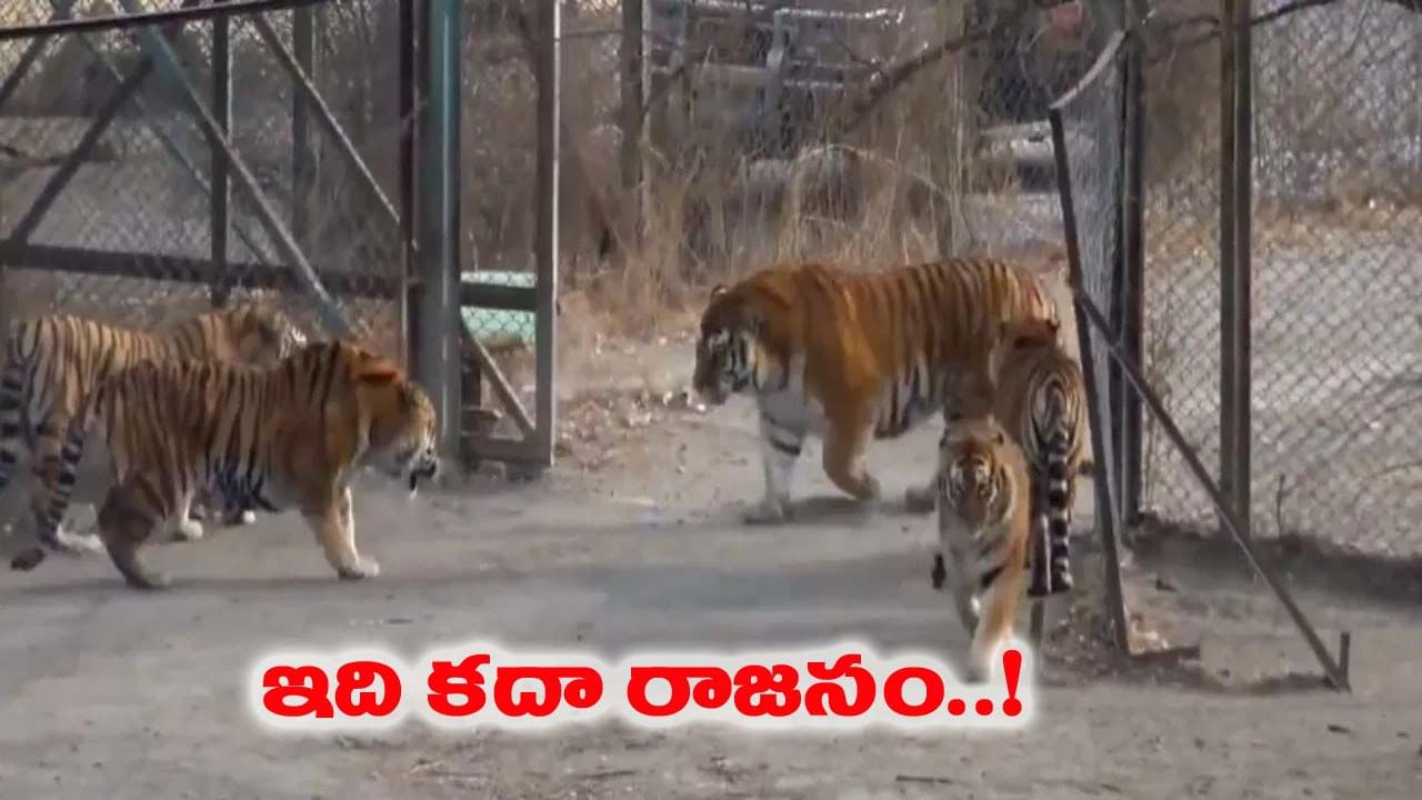 బెంగాల్ టైగర్ ఎన్‌క్లోజర్‌లోకి ఎంట్రీ ఇచ్చిన సైబీరియన్ పులి.. నెక్ట్స్ సీన్ చూస్తే షాక్..!