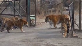 Viral Video: నీకెంత ధైర్యం.. నా ఇలాకాలోకే వస్తావా?