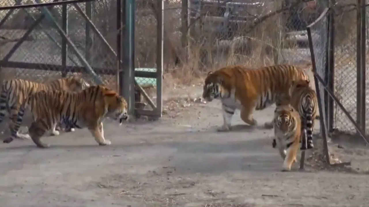 Viral Video: నీకెంత ధైర్యం.. నా ఇలాకాలోకే వస్తావా?... బెంగాల్‌ vs సైబీరియన్‌ పులులు ఢీ అంటే ఢీ