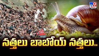 ఆ ఆలయంలో ఎలుకలే దేవుళ్లు..!