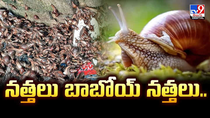 ఆఫ్రికన్ నత్తల దండయాత్ర.. మొక్కలు, తోటల విధ్వంసం ఆఫ్రికన్ నత్తల దండయాత్ర.. మొక్కలు, తోటల విధ్వంసం