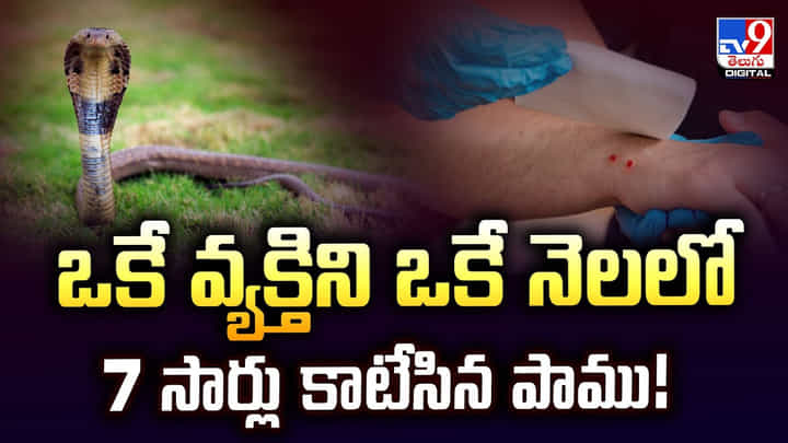 ఒకే వ్యక్తిని ఒకే నెలలో 7 సార్లు కాటేసిన పాము ఒకే వ్యక్తిని ఒకే నెలలో 7 సార్లు కాటేసిన పాము