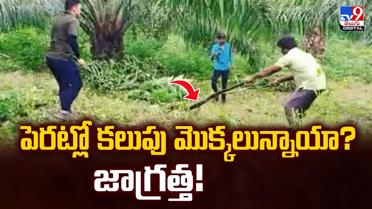పెరట్లో కలుపు మొక్కలున్నాయా ?? జాగ్రత్త !!