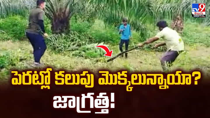 పెరట్లో కలుపు మొక్కలున్నాయా ?? జాగ్రత్త !! పెరట్లో కలుపు మొక్కలున్నాయా ?? జాగ్రత్త !!