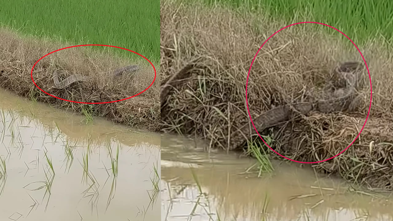 Viral Video: రైతుకు సాయం చేసిన జెర్రిగొడ్డు పాము.. ఎలానో మీరే చూడండి...