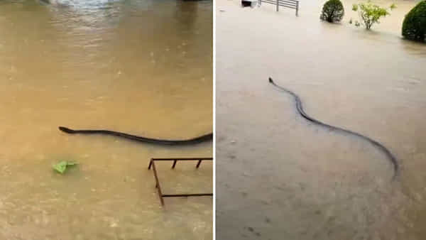 Viral Video: వామ్మో.! నీటిలో జరజరా ఈదుతున్న భారీ పాము.. వీడియో చూస్తే గుండె గుభేల్