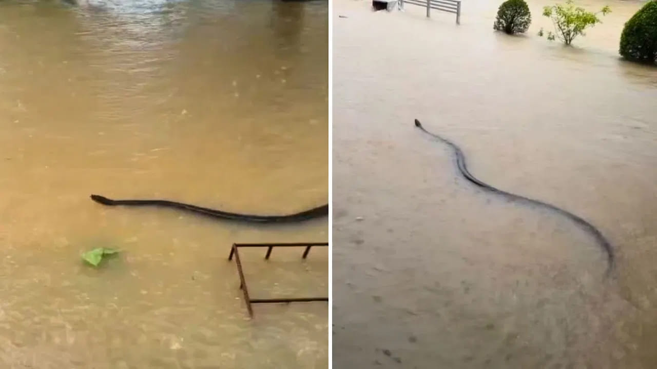 Viral Video: వామ్మో.! నీటిలో జరజరా ఈదుతున్న భారీ పాము.. వీడియో చూస్తే గుండె గుభేల్