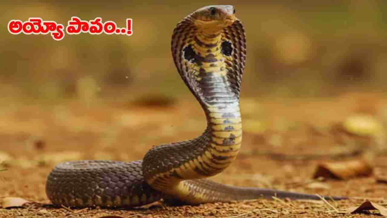 చిన్న నాగుపాము.. చూసుకోకుండా తొక్కించాడు.. కానీ ఆ తర్వాత ఊహించని ట్విస్ట్!