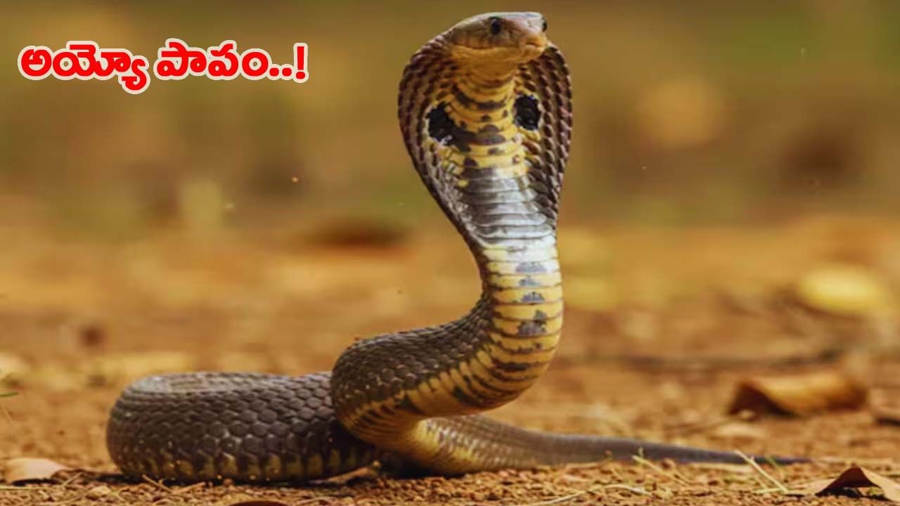 చిన్న నాగుపాము.. చూసుకోకుండా తొక్కించాడు.. కానీ ఆ తర్వాత ఊహించని ట్విస్ట్!