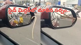 Viral Video: పెళ్లిలో గులాబ్‌జామున్‌ దొంగ.. కెమెరామెన్‌ ఎదురుపడగానే ఏం చేసిందంటే…
