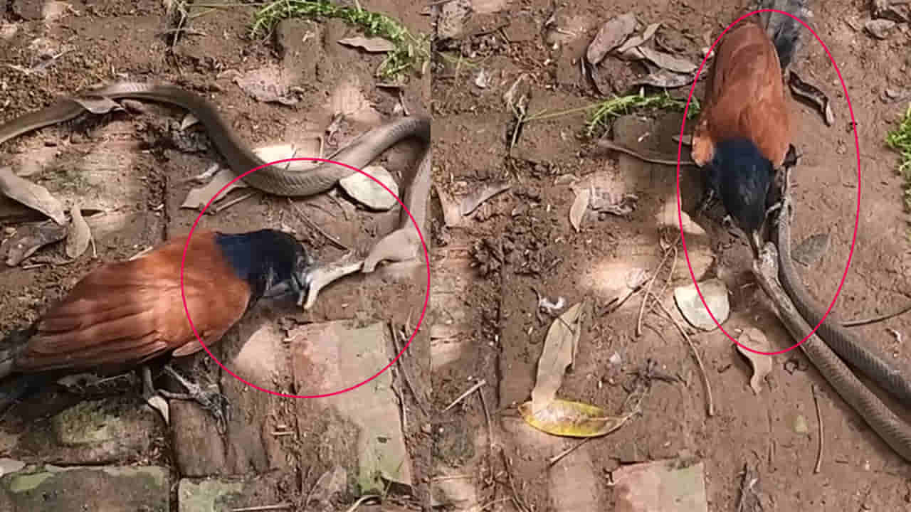 Snake Video: ఇదేంది గురూ..! అది వానపాము అనుకుందా ఏంటి.. తాచుపామును కరకరలాడించింది..