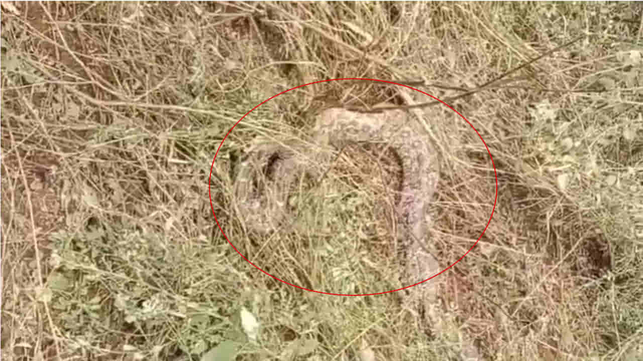 Telangana: పొలాన్ని చదును చేస్తుండగా వినిపించిన వింత చప్పుళ్లు.. ఏంటా అని రైతు చూడగా