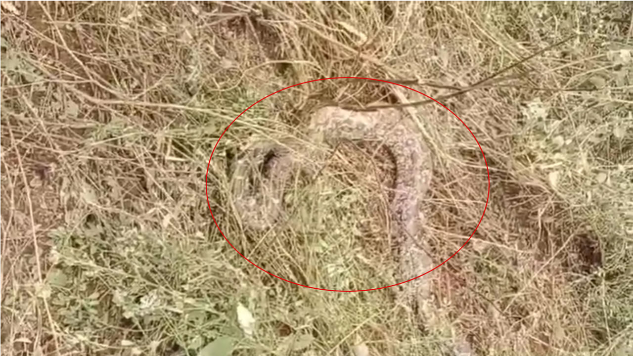 Telangana: పొలాన్ని చదును చేస్తుండగా వినిపించిన వింత చప్పుళ్లు.. ఏంటా అని రైతు చూడగా