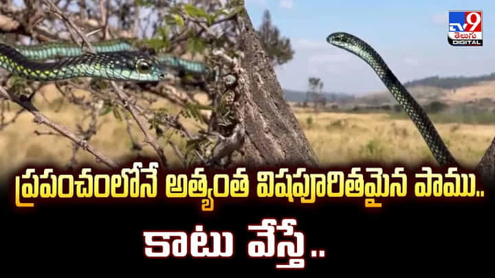 ప్రపంచంలోనే అత్యంత విషపూరితమైన పాము.. కాటు వేస్తే ప్రపంచంలోనే అత్యంత విషపూరితమైన పాము.. కాటు వేస్తే