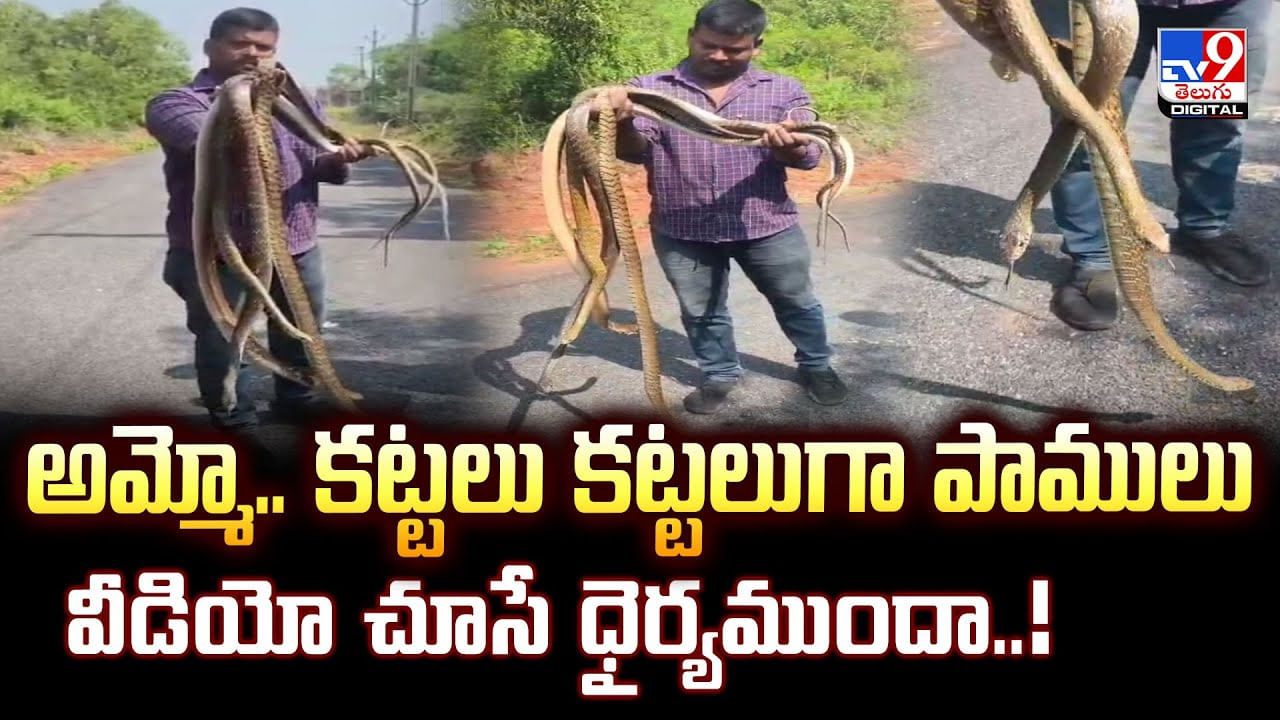 అరే.. బాబు అవి పాములు రా.. పొట్లకాయలు కాదు.. మీకు వీడియో చూసే ధైర్యముందా