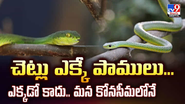 చెట్లు ఎక్కే పాములు.. ఎక్కడో కాదు.. మన కోనసీమలోనే.. చెట్లు ఎక్కే పాములు.. ఎక్కడో కాదు.. మన కోనసీమలోనే..