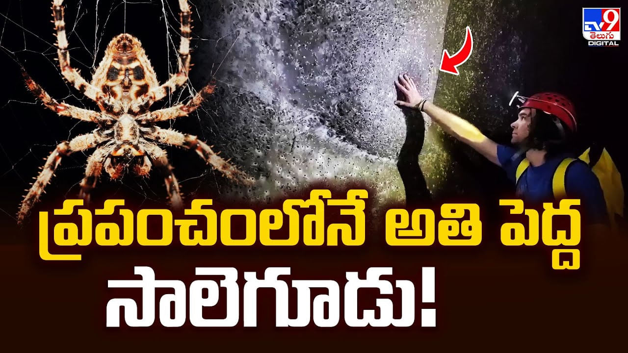 World Largest Spider Web: అద్భుతం.. ప్రపంచంలోనే అతి పెద్ద సాలెగూడు..