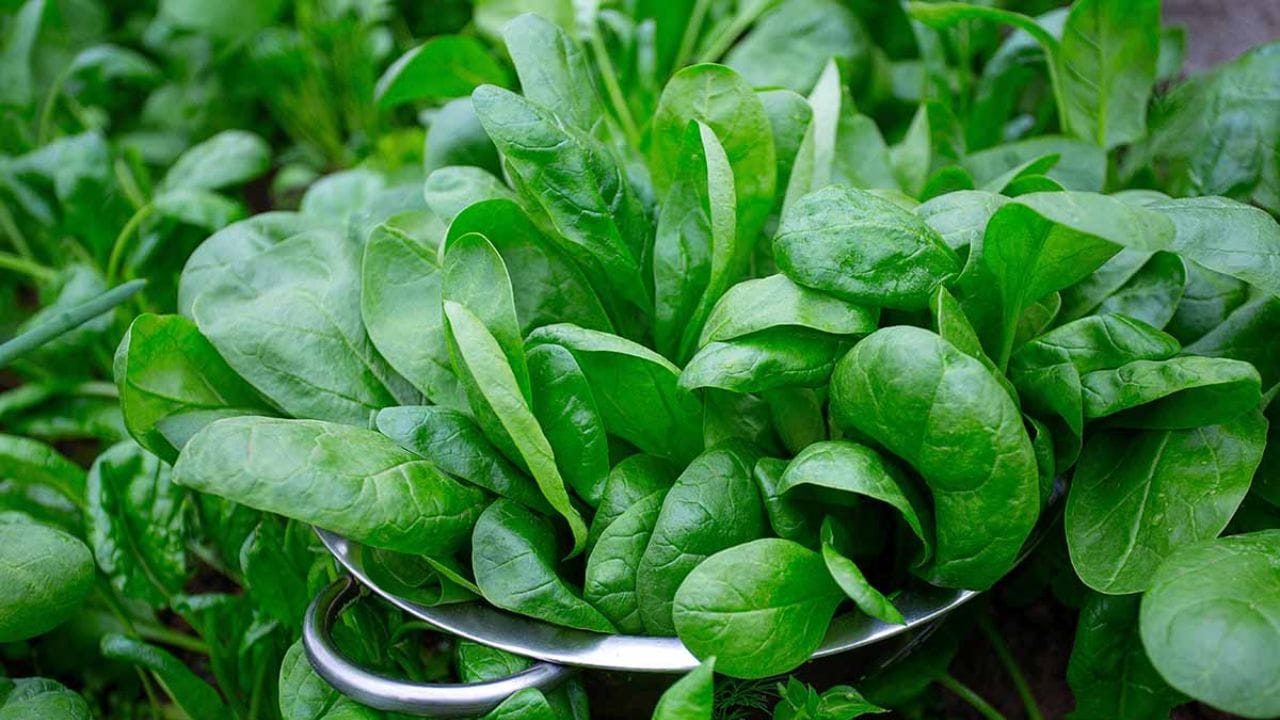 నిజానికి పాలకూరలోని పోషకాలు ఆరోగ్యానికి ఎంతో మేలు చేస్తాయి. పాలకూరను మన రోజువారీ ఆహారంలో చేర్చుకోవడం వల్ల అనేక ఆరోగ్య సమస్యలను నయం చేయడంలో సహాయపడుతుంది. ముఖ్యంగా చిన్నపిల్లలు పాలకూర తినడానికి ఇష్టపడరు.