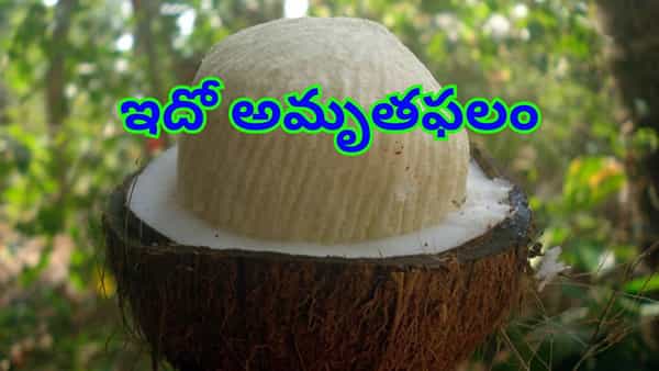 Sprouted Coconut: ఈ పువ్వులో ఏముందిలే అనుకుంటే మీరు పొరపడినట్టే.. ఇదో అమృతఫలం