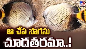 సముద్రపు అడుగున జీవించే అరుదైన చేప.. దీని సొగసు చూడతరమా