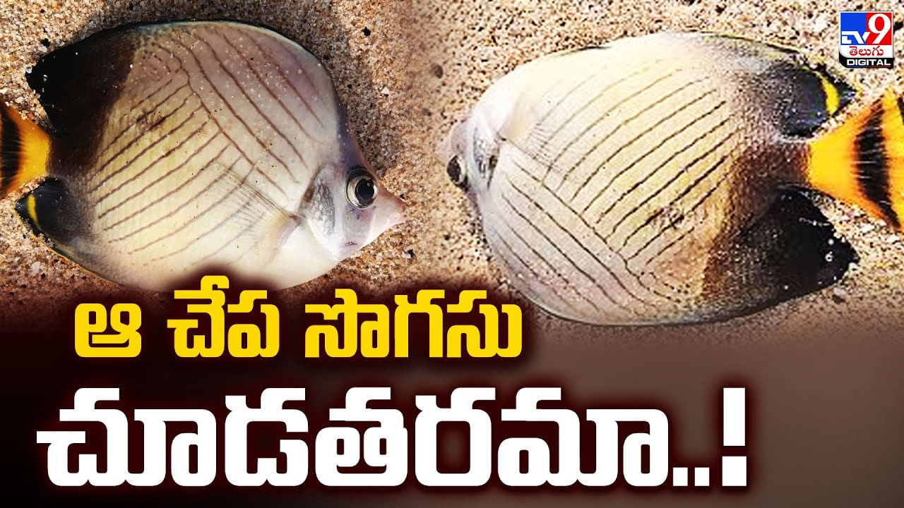 Stonefishes: సముద్రపు అడుగున జీవించే అరుదైన చేప.. దీని సొగసు చూడతరమా