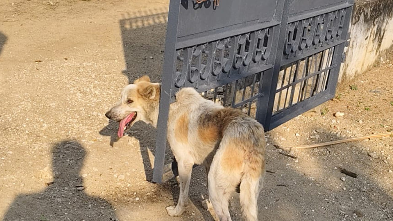 Telangana: అయ్యయ్యో..! ఎరక్కపోయి ఇరుక్కుపోయింది.. చివరకు..