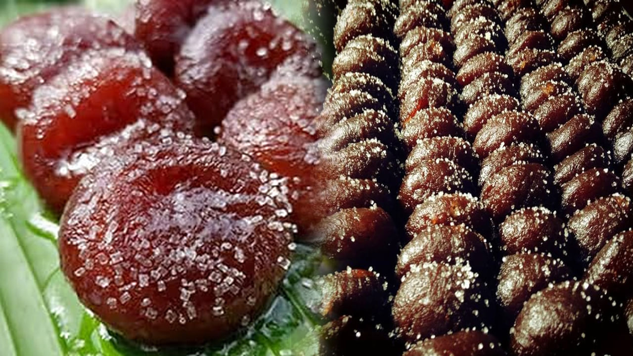 Andhra: తెలుగు రాష్ట్రాల్లో ఆ ఫేమస్ స్వీట్ అంటే నెల్లూరు గుర్తుకు రావాల్సిందే.. అదేంటంటే.?