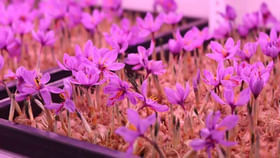 ఇక తెలంగాణలోనూ పూయనున్న కాశ్మీర్ పువ్వు.. ఎలా అంటే?