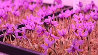 Telangana: అయ్యో దేవుడా.. విందులో విషాదం..  ప్రాణం తీసిన మటన్.. అసలేం జరిగిందంటే..?