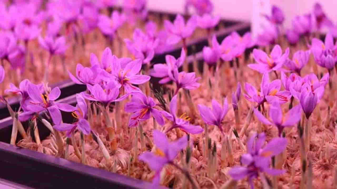 Telangana: ఇక తెలంగాణలోనూ పూయనున్న కాశ్మీర్ పువ్వు.. ఎలా అంటే?