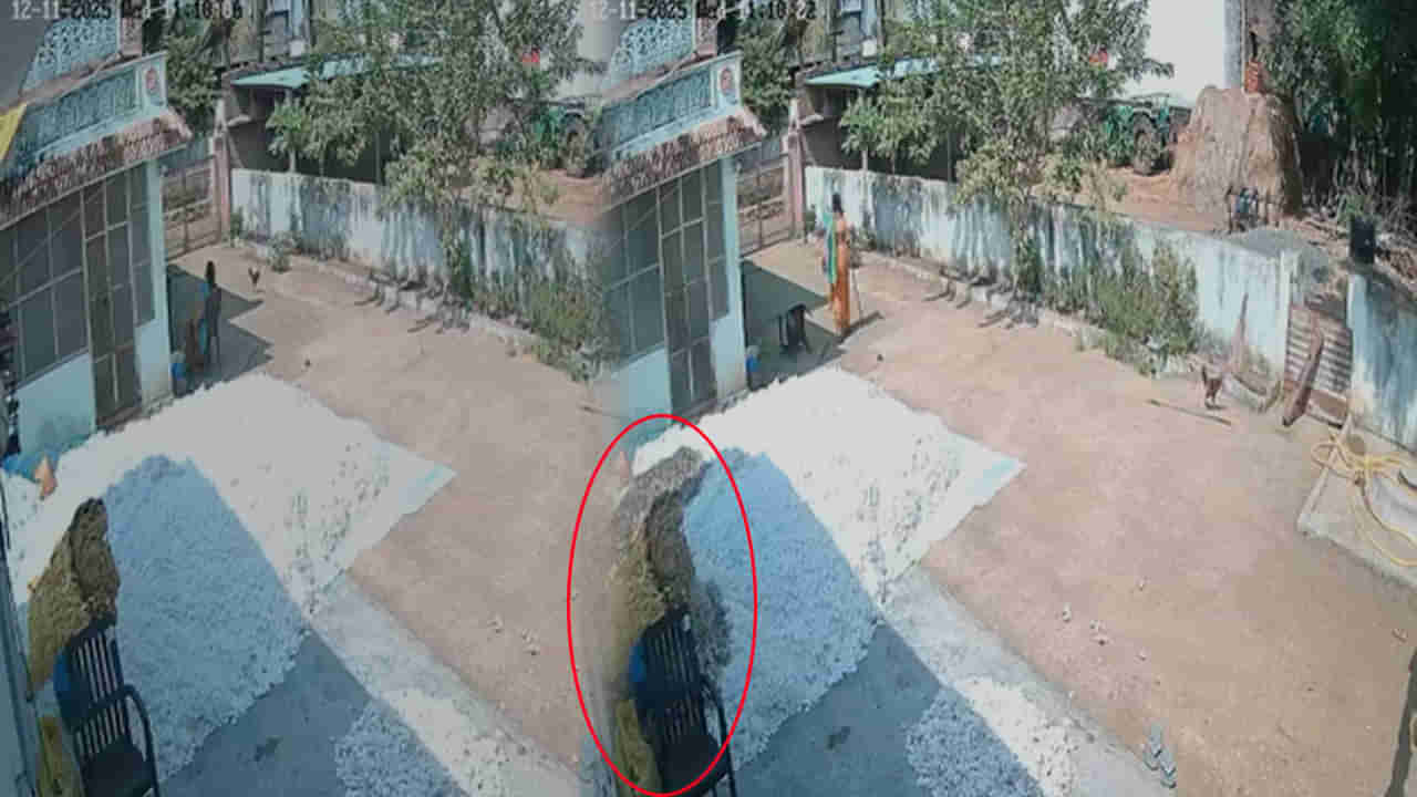 Telangana: పొలంలో పత్తిని తెంపి ఇంటికి తెచ్చాడు.. ఆపై ఎండలో ఆరబెట్టగా ఊహించని సీన్