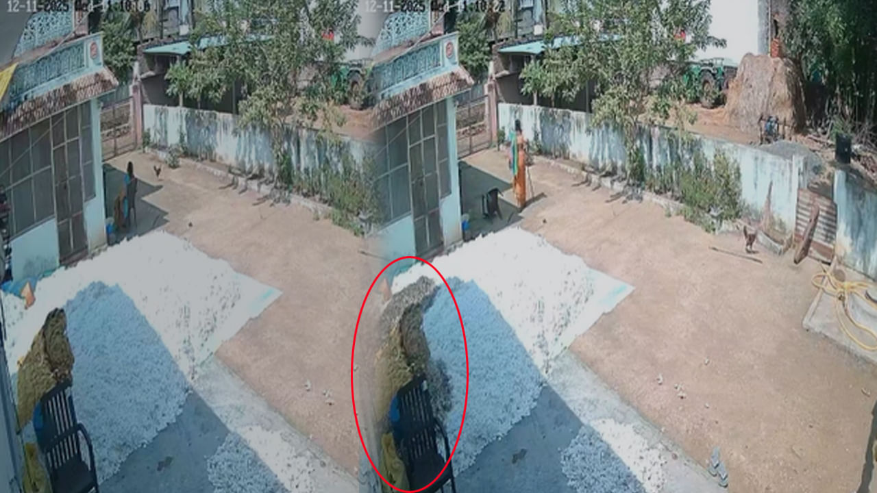 Telangana: పొలంలో పత్తిని తెంపి ఇంటికి తెచ్చాడు.. ఆపై ఎండలో ఆరబెట్టగా ఊహించని సీన్