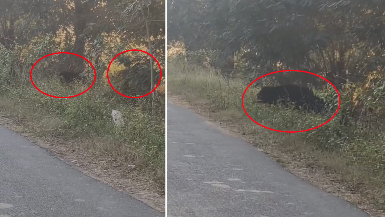 Andhra: రోడ్డు పక్కన పొదల్లో ఏవో చప్పుళ్లు.. అటుగా వెళ్తున్న ప్రయాణీకులు ఆగి చూడగా Andhra: రోడ్డు పక్కన పొదల్లో ఏవో చప్పుళ్లు.. అటుగా వెళ్తున్న ప్రయాణీకులు ఆగి చూడగా