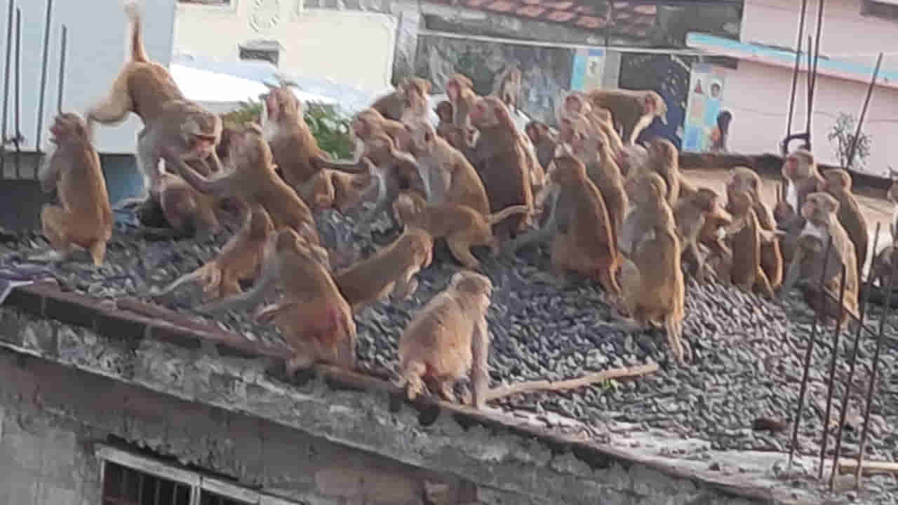 Telangana: గుంపుగా కోతులు వచ్చి మీదడిపోతే ఎట్టుంటుందో తెల్సా.. వీడియో చూస్తే మతిపోతుంది