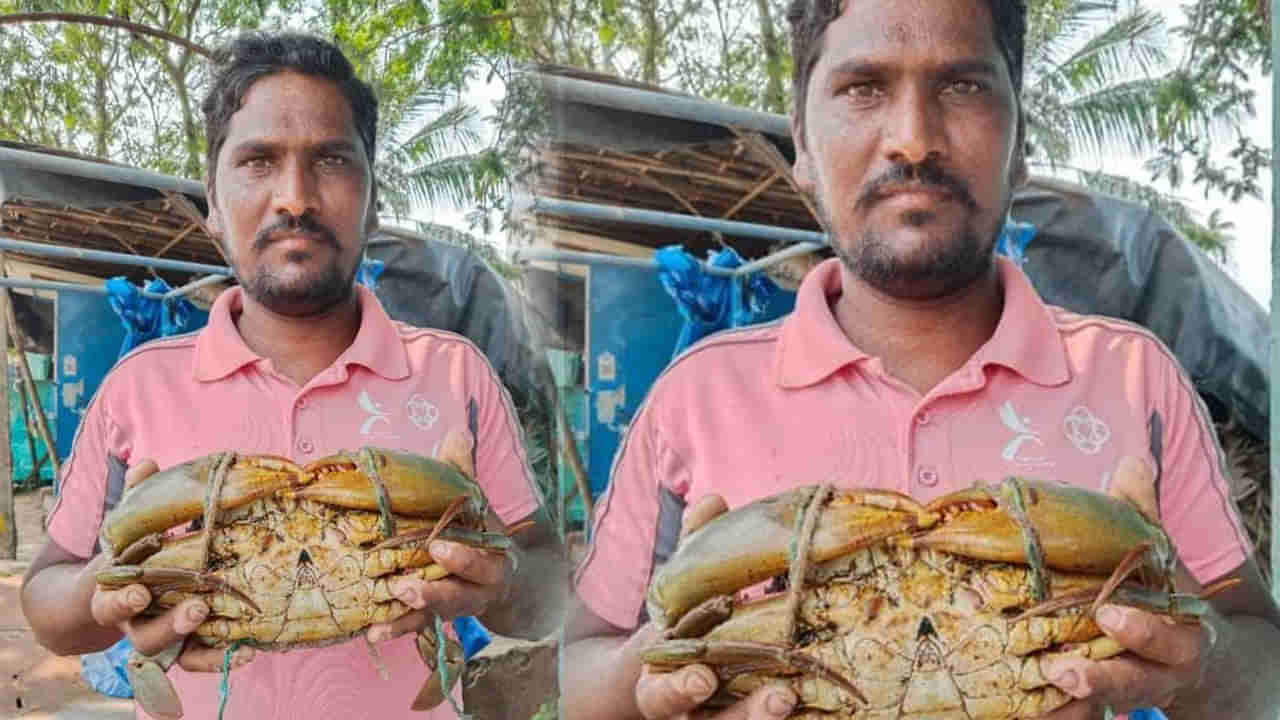 Andhra: ఆయ్.! గోదావరిలో పసుపు రంగు పీతలు దొరికేశాయ్.. రేటు ఎంతో తెలుసా..?