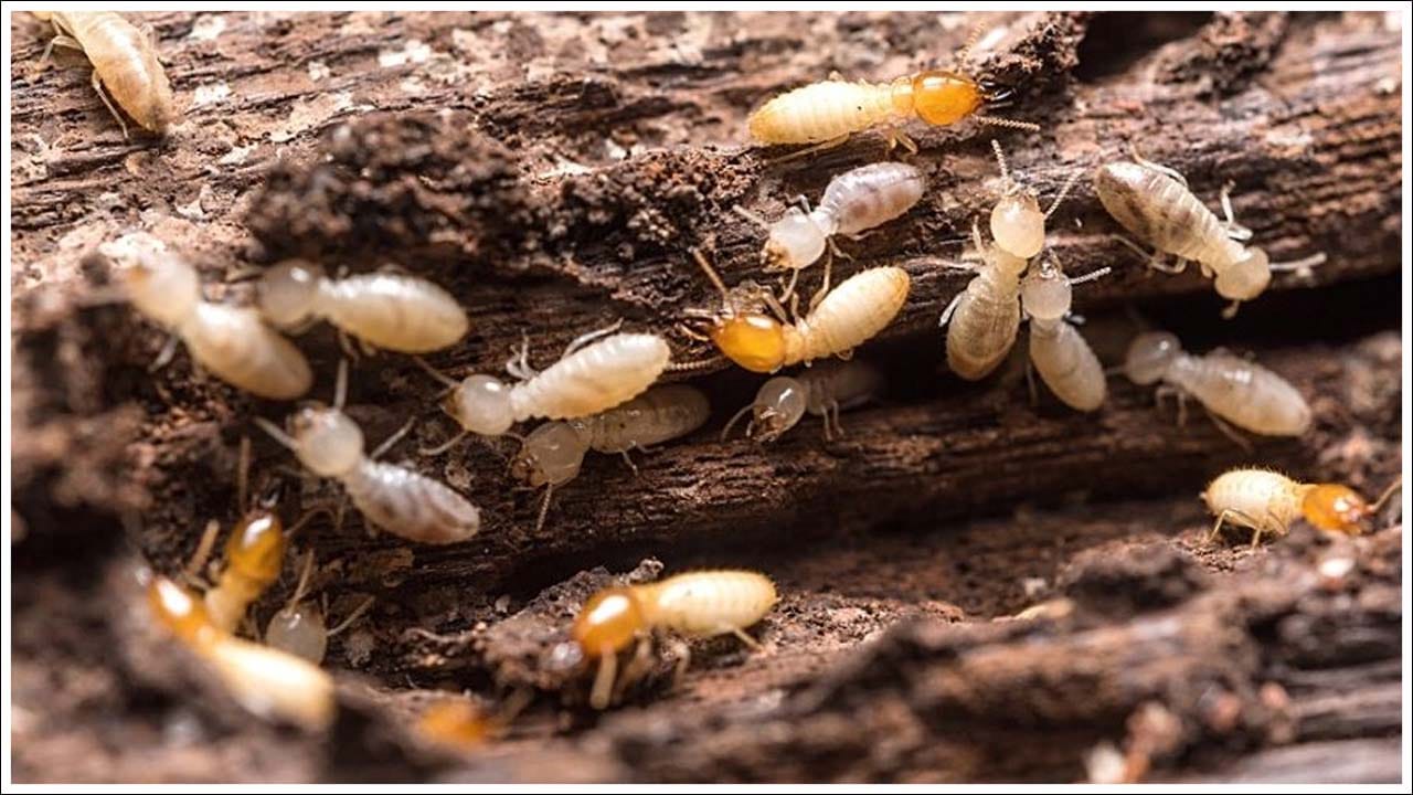 Home Remedies: చాలా మంది ఇళ్లల్లో చెదపురుగులతో ఇబ్బంది మారుతుంటుంది. వీటి నుండి రక్షించడానికి ఇంట్లో మంచి వెంటిలేషన్ ఉండటం ముఖ్యం. ఎందుకంటే ఇది తేమ లేదా తేమ అవకాశాలను తగ్గిస్తుంది. దీని కోసం చాలా మంది మార్కెట్ నుండి మందులను కూడా కొనుగోలు చేస్తారు. కానీ ఈ మందులు ఇంట్లో ఉన్న పిల్లలకు కూడా హానీ కలిగించవచ్చనే భయం ఉంటుంది. అందుకే చెదపురుగులను తొలగించడానికి మీరు ఏమి చేయగలరో తెలుసుకుందాం.