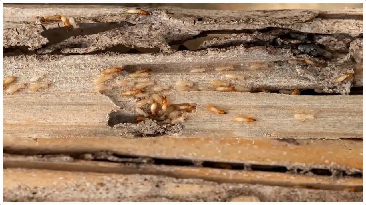 చెదపురుగుల నివారణ: ఒకసారి ఫర్నిచర్ లేదా ఏదైనా చెక్క వస్తువులోకి చెదపురుగులు ప్రవేశిస్తే, వాటిని వదిలించుకోవడం చాలా కష్టం. అందుకే నివారణ ఉత్తమం. దీని కోసం తేమ పెరగనివ్వకండి. వస్తువులను క్రమం తప్పకుండా సూర్యకాంతికి ఉండేలా చూడండి. ఇంట్లో దెబ్బతిన్న వస్తువులను కుప్పగా ఉంచవద్దు. వస్తువులకు చెదపురుగులు సోకినట్లయితే, వాటిని తీసివేసిన తర్వాత ఆ వస్తువును కొత్తగా మరమ్మతు చేయాలి.