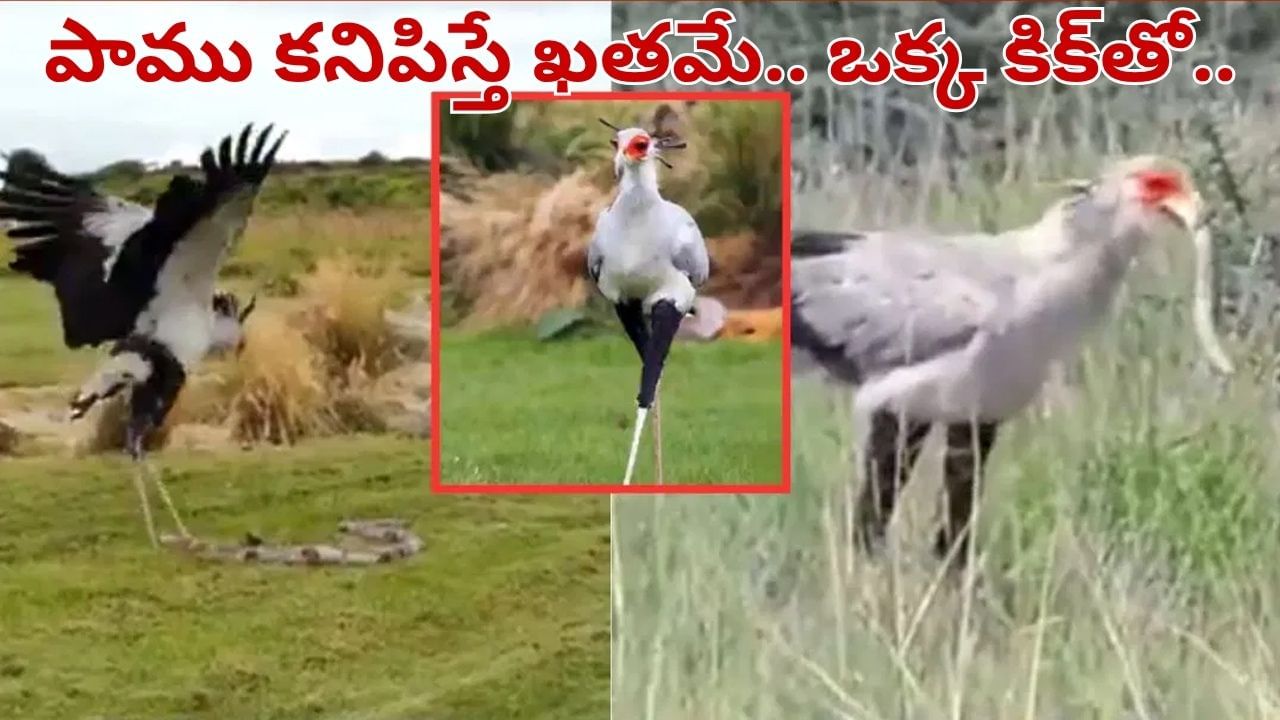 Viral Video: పాముల పాలిట యమదూత.. ఒక్క కిక్‌తో విష సర్పాల పని ఖతం.. ఈ పక్షి వీడియో చూస్తే షాకే..