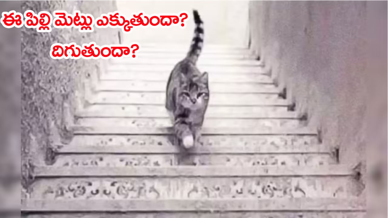 Psychology: ఈ పిల్లి మెట్లు ఎక్కుతుందా? దిగుతుందా? మీ సమాధానం మీరు ఆశావాదో.. నిరాశావాదో చెప్పేస్తుంది..