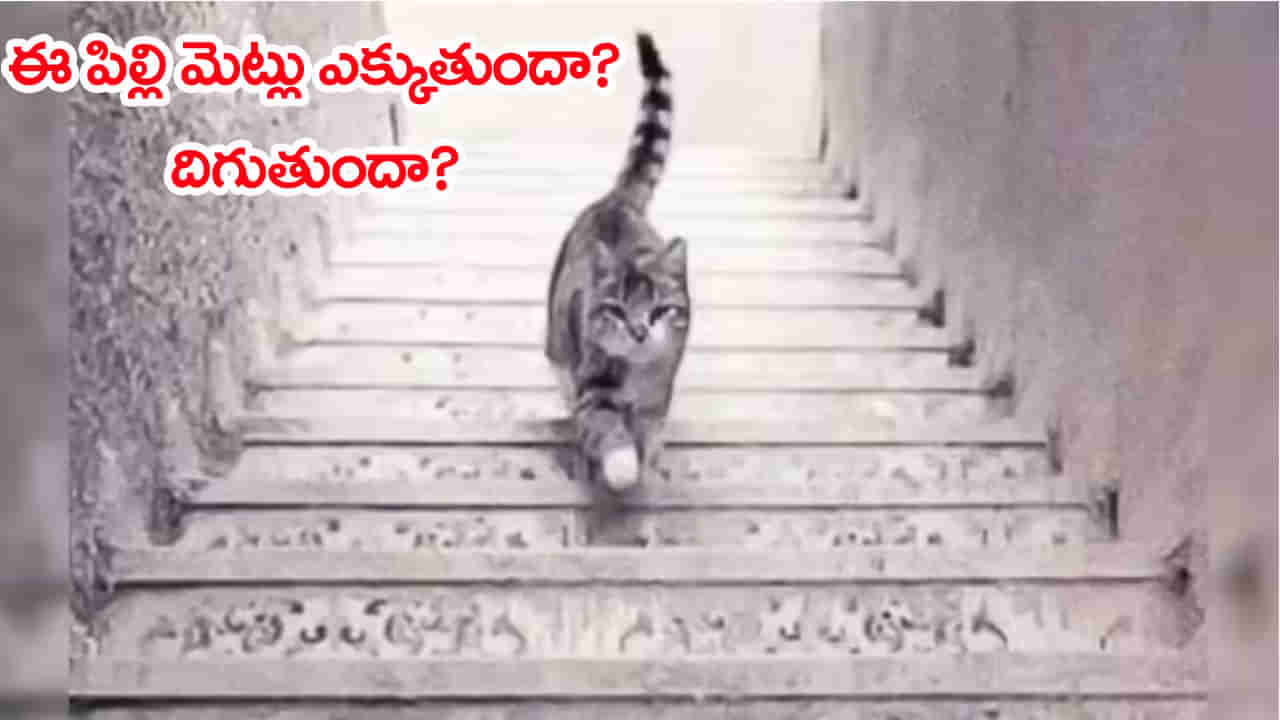 Psychology: ఈ పిల్లి మెట్లు ఎక్కుతుందా? దిగుతుందా? మీ సమాధానం మీరు ఆశావాదో.. నిరాశావాదో చెప్పేస్తుంది..