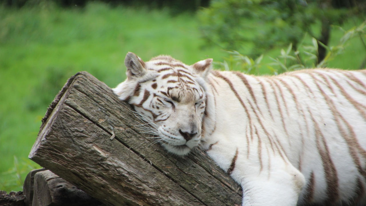 అయితే పులుల గణనలో వాలంటీర్ల ఎంపిక ఆటవీశాఖకు చిక్కుముడిగా మారింది. రాష్ట్రవ్యాప్తంగా మూడు వేల అటవీ బీట్లలో పెద్దపులులు, ఇతర జంతువులను లెక్కించ నుండగా 2620 మంది వాలంటీర్లు స్వచ్చందంగా సేవలు అందించేందుకు ఇప్పటి వరకు ముందుకు వచ్చారు. ఒక్కో వాలంటీరు రెండేసి ఆప్షన్లు ఇవ్వగా... ఇందులో సుమారు 65 శాతానికి పైగా వాలంటీర్లు అమ్రాబాద్, కవ్వాల్ టైగర్ రిజర్వులకు వెళ్లేందుకే ఆసక్తి చూపించారు. కేవలం 7 శాతం మంది మాత్రమే వికారాబాద్ అటవీ ప్రాంతానికి వెళ్లేందుకు సిద్దమంటూ పేర్కొన్నారు.