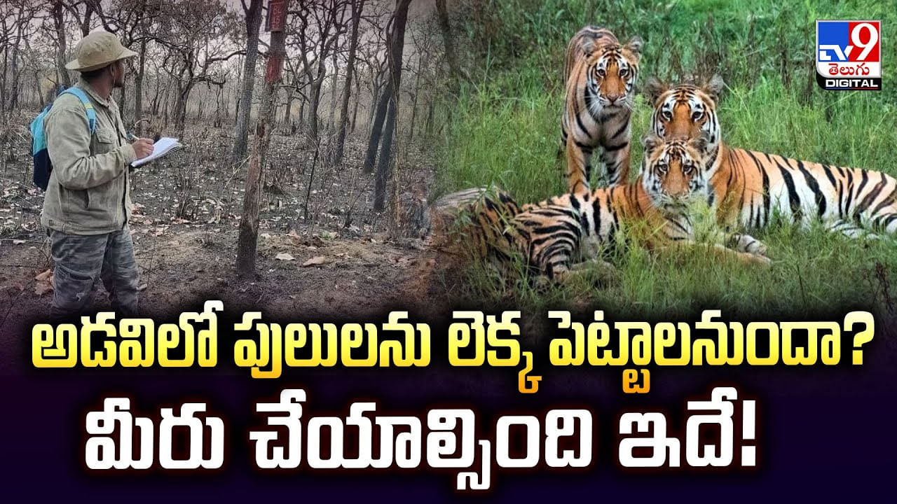 అడవిలో పులులను లెక్క పెట్టాలనుందా ?? మీరు చేయాల్సింది ఇదే