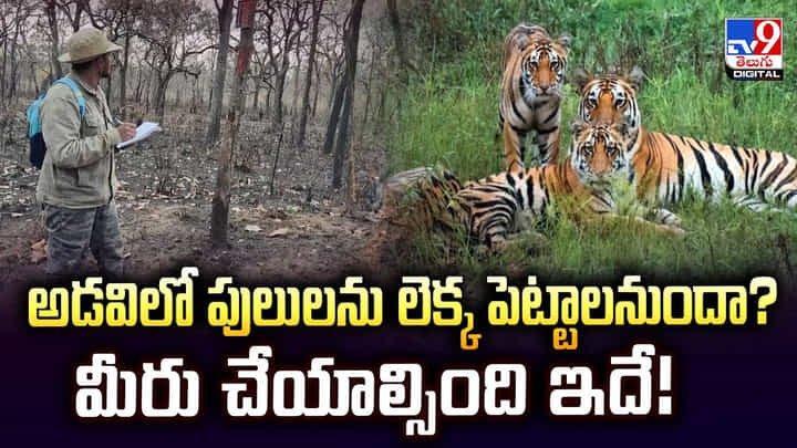 అడవిలో పులులను లెక్క పెట్టాలనుందా ?? మీరు చేయాల్సింది ఇదే అడవిలో పులులను లెక్క పెట్టాలనుందా ?? మీరు చేయాల్సింది ఇదే