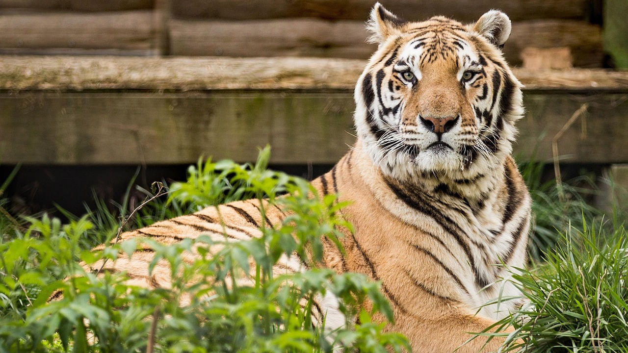 ఈ నేపథ్యంలో వచ్చే నెల 20 నుంచి పులుల గణన ప్రారంభించనున్నట్లు పీసీసీఎఫ్ (వైల్డ్ లైఫ్) ఏలూసింగ్ మేరు పేర్కొన్నారు. ఈ గణనను వీలైనంత మేరకు రాష్ట్రంలో ఎండాకాలం మొదలయ్యేలోగా పూర్తిచేసేలా అన్ని చర్యలు చేపడుతున్నామని తెలిపారు. ఒకవేళ వేసవిలోగా ఈ ప్రక్రియ పూర్తికాకపోతే.. ఆ తర్వాత దీనిని పునః ప్రారంభించనున్నట్లు పేర్కొన్నారు.