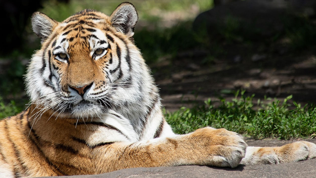 పులుల గణన అనేది పులుల సంఖ్య, పంపిణీ, ఆరోగ్యం వంటి కీలక సమాచారాన్ని సేకరించడానికి ప్రతి నాలుగేండ్లకు ఒకసారి నిర్వహిస్తారు. 2022 నాటి గణాంకాల ప్రకారం.. దేశంలో 3,682 పులులు ఉన్నాయి.