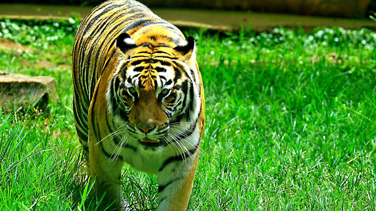 ఈ నేపథ్యంలో మిగిలిన అటవీ బీట్లలో అధ్యయనం ఎలా చేయాలన్న పరిస్థితి ఉత్పన్నమైంది. ఈసారి డెహ్రాడూన్ వైల్డ్ లైఫ్ ఇనిస్టిట్యూట్ ఆఫ్ ఇండియా, నేషనల్ టైగర్ కన్జర్వేషన్ అథారిటీ (ఎన్టీసీఏ) వన్యప్రాణుల గణనను సంయుక్తంగా నిర్వహిస్తున్నాయి. పులులతో పాటు ఇతర శాఖాహార, మాంసాహార జంతువుల లెక్కింపు చేపట్టనున్నారు. ఈ దరఖాస్తులు ఈ నెల 22 తో ముగియనుండగా.. ఆ లోపు వచ్చే వారు మిగిలిన టైగర్ జోన్ , కారిడార్ లలో జంతు గణన చేసేలా ఏర్పాట్లు చేస్తోంది అటవిశాఖ.