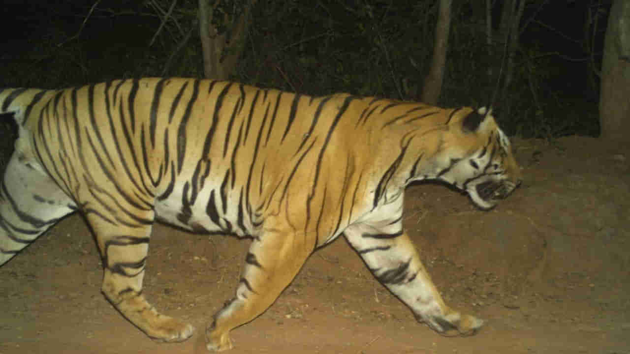 Palnadu: అమ్మో పులి..  పల్నాడులో కలకలం.. రెండు గేదెలపై దాడి..