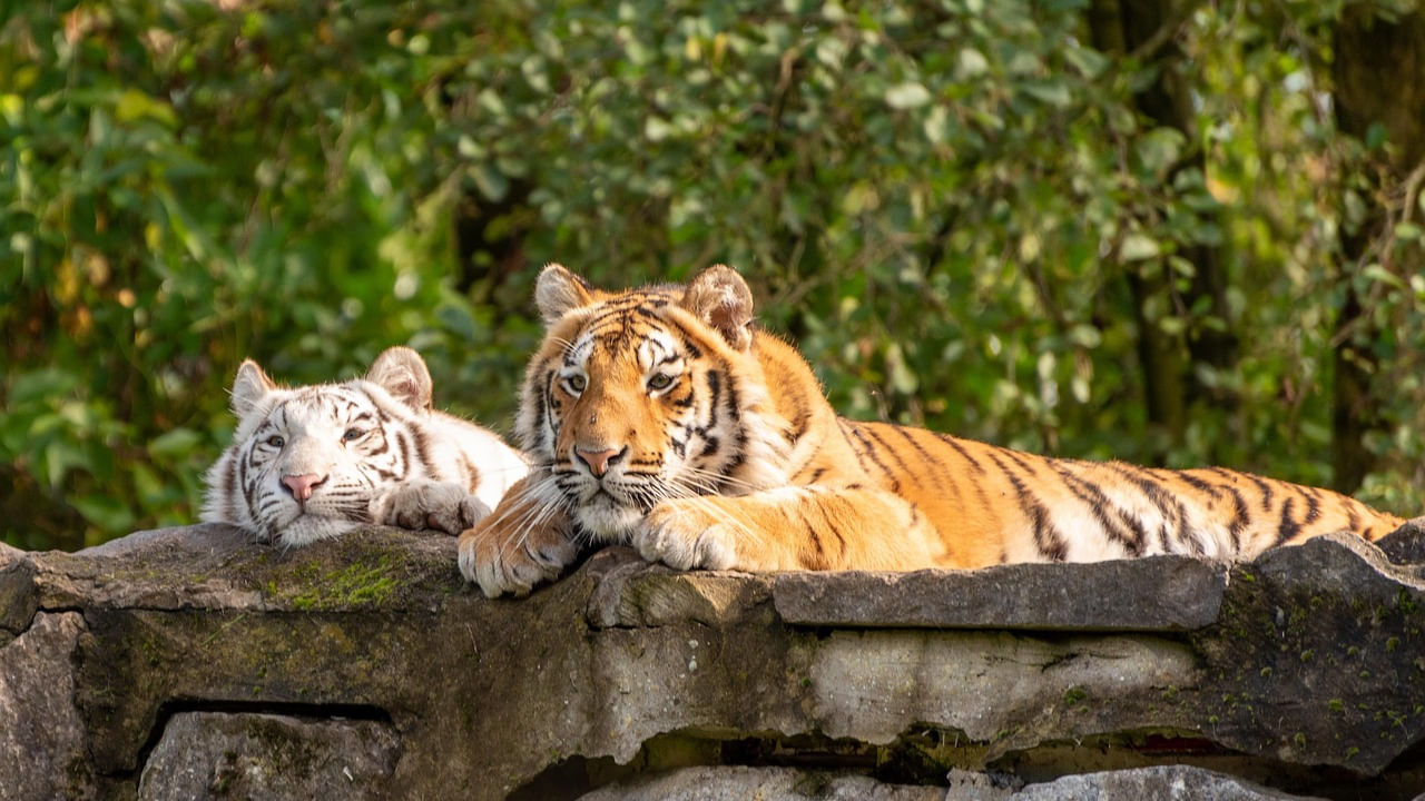  పులుల గణనన ఈ ఏడాది అంటే 2025 డిసెంబర్ నుంచి 2026 ఏప్రిల్ మధ్యన మూడు దశల్లో  జరుగుతుందని సమాచారం. నేషనల్ టైగర్ కన్జర్వేషన్ అథారిటీ (ఎన్‌టీసీఏ) దేశవ్యాప్తంగా పులులను లెక్కిస్తుంది. దీనిలో వైల్డ్ లైఫ్ ఇనిస్టిట్యూట్ ఆఫ్ ఇండియా కూడా భాగమవుతుంది. పెద్దపులులకు ఆవాసాలైన అన్ని అడవుల్లో నాలుగేళ్లకోసారి ఈ గణన చేపడతారు. 2006 నుంచి  దేశ వ్యాప్తంగా ఈ పులుల లెక్కింపు జరుగుతోంది. 