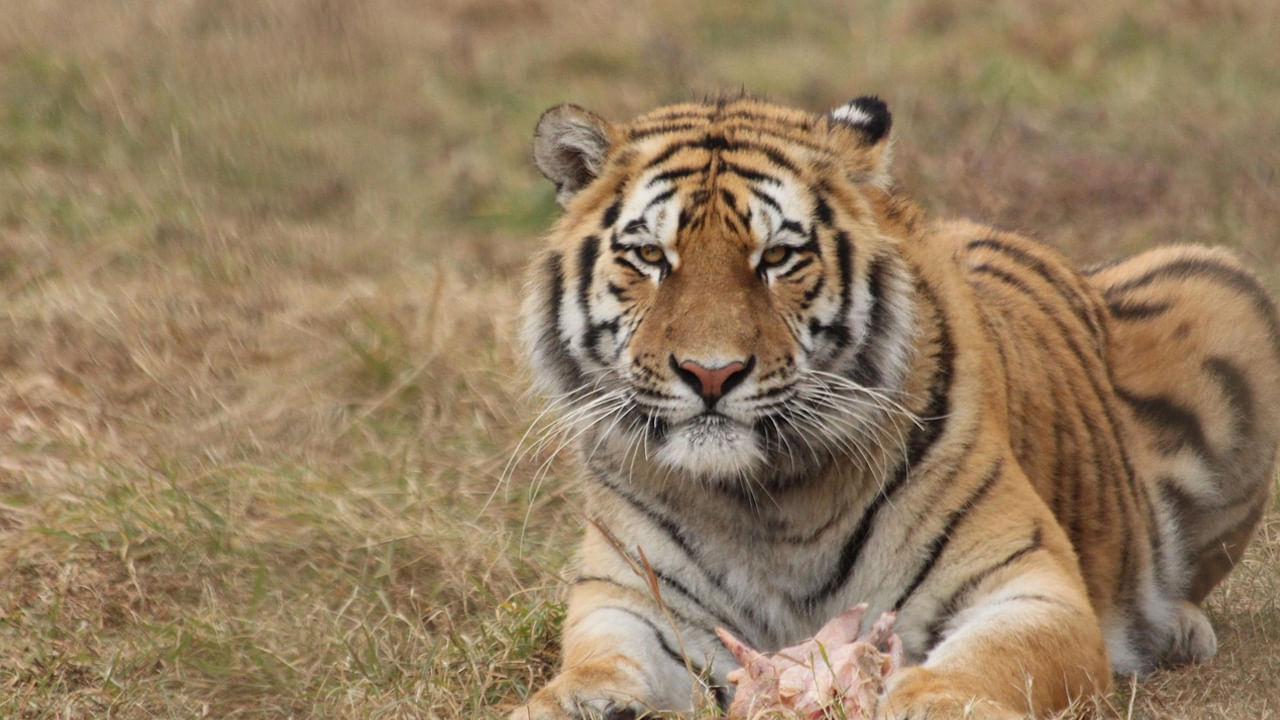 ఈసారి పులుల గణన-2026 లో పాల్గొనేందుకు ఆసక్తి గల స్వచ్ఛంద సంస్థల వాలంటీర్లు, జంతు ప్రేమికులు, ఔత్సాహిక యువకుల నుంచి ఈనెల 22 వరకు దరఖాస్తులు చేసుకునేందుకు అటవిశాఖ ఆహ్వనం పలికింది. 18- 60 ఏళ్ల వయసు కలిగి.. రోజూ అడవి మార్గంలో 10- 15 కి.మీ. వరకు నడిచే సామర్థ్యం కలిగి ఉన్న ఔత్సాహికుల నుండి ఈ దరఖాస్తులను‌ స్వీకరిస్తోంది. ఇది పూర్తిగా స్వచ్చంద కార్యక్రమం కావడంతో ఎలాంటి పారితోషికం ఇవ్వరంటూ పేర్కోంది. అవసరమైన వసతి, రవాణా సౌకర్యం అటవీశాఖ కల్పిస్తుందని పేర్కొంది. 