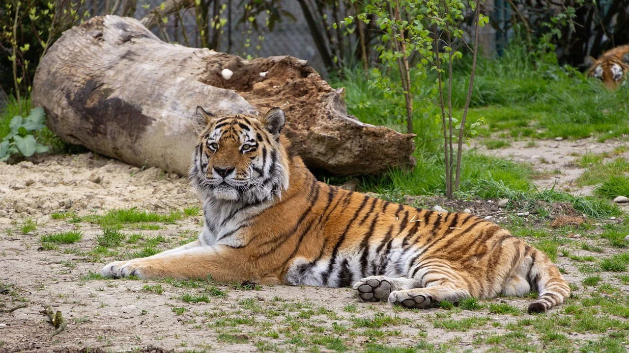 ఆల్ ఇండియా టైగర్ ఎస్టిమేషన్ (ఏఐటీఈ) 2025-26 కోసం తెలంగాణ 'ఎర్న్ యువర్ స్ట్రైప్స్' ట్యాగ్‌లైన్‌తో వాలంటీర్లకు ఆహ్వానం పలుకింది. నవంబర్ 4 నుంచి నవంబర్ 22 మధ్య రిజిస్టర్ చేసుకోవాలని సూచించింది. ఈ రిజిస్ట్రేషన్‌ కోసం ఒక దరఖాస్తును కూడా జత చేసింది. ట్రాన్సెస్ట్ వాక్‌, ట్రయల్ వాక్‌ల‌ను 2026 జనవరి 17 నుంచి 23 వరకు నిర్వహించనున్నట్లు ప్రిన్సిపల్ చీఫ్ కన్జర్వేటర్ ఆఫ్ ఫారెస్ట్స్ ( వైల్డ్‌లైఫ్) ఒక ప్రకటనలో పేర్కొంది.